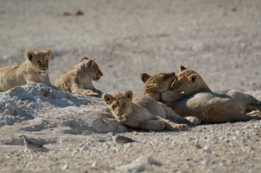 Etoşa namibya parkında bir grup genç aslan.