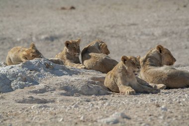 Aslan çölde dinleniyor.