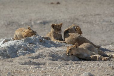 Etoşa Ulusal Parkı 'nda bir grup aslan.