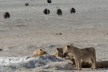 Afrika vahşi aslanı, etosha, namibya