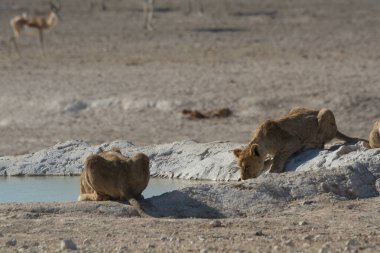 Genç dişi aslan su birikintisinde su içiyor.