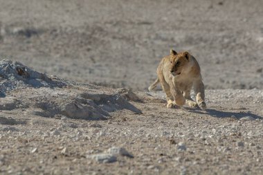 Namibya 'da Etoşa' da bir aslan