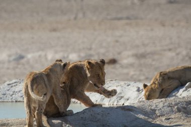 Yerde bir grup genç aslan var.
