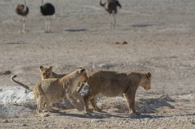 Vahşi aslan, Afrikalı vahşi yaşam