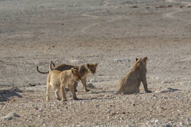 Afrika bozkırında vahşi bir aslan.