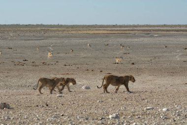 Aslan ve zebra etosha 'da
