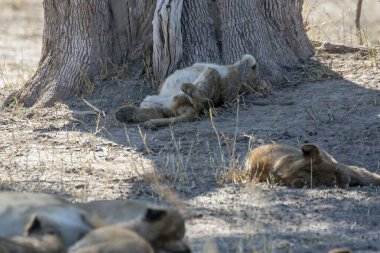 Aslan, ağacın gölgesinde dinleniyor.