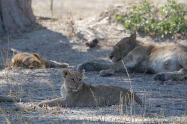 Afrika 'daki aslan ailesi.