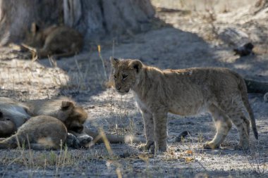 Hollanda 'daki hayvanat bahçesinde aslan yavruları