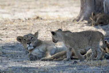 Afrika, savanadaki aslan ailesi.