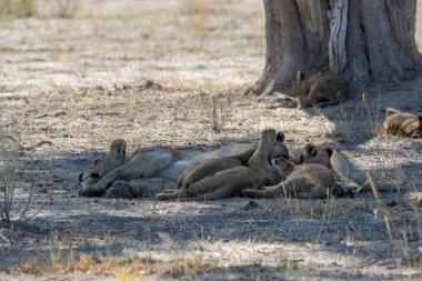 Aslanlar yerde dinleniyor.