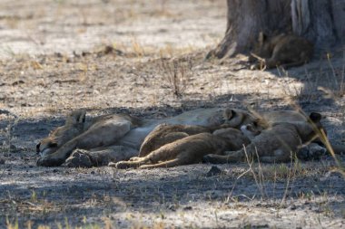 Kenya 'daki savanda büyük bir dişi aslan grubu.