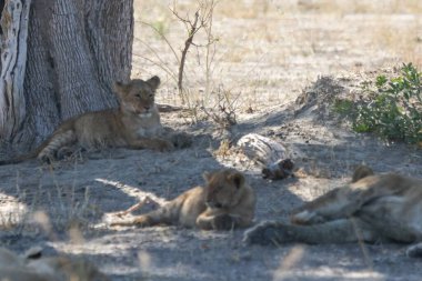 Afrika 'nın güneyindeki Kruger parkında aslan var..