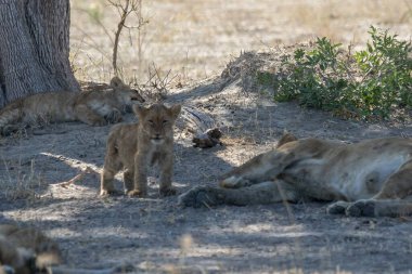 Afrika 'nın güneyindeki vahşi hayvanlar.