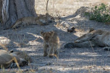 aslan hayvanat bahçesinde istirahat