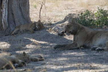 Aslan kuru çimlerde dinleniyor.