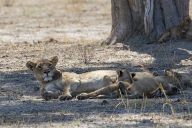 Aslan ailesi birlikte oynuyor.