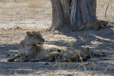 Bir grup aslan yerde dinleniyor, namibya..