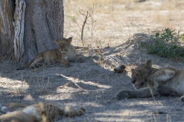 Hayvanat bahçesindeki bir grup aslan.