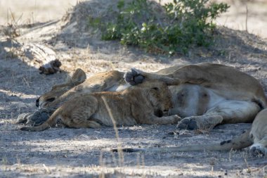 Güney Afrika 'daki Kruger Ulusal Parkı' nda aslan ailesi.