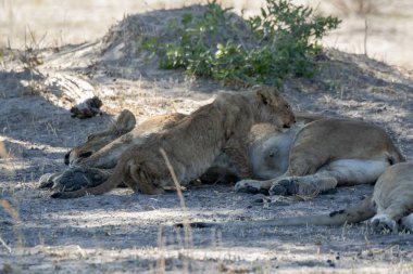 Etoşa Ulusal Parkı, Namibya, Afrika 'da dinlenen bir aslan.