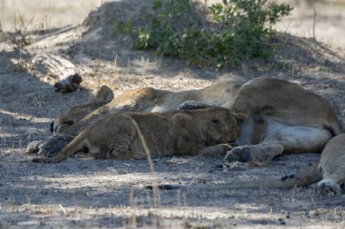 Afrika 'nın vahşi aslanı.
