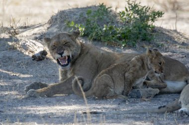 Namibya 'da aslan yavrusu