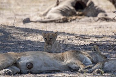 Aslan yerde yatıyor.