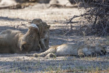 Bir grup vahşi aslan yerde birlikte yatıyor.