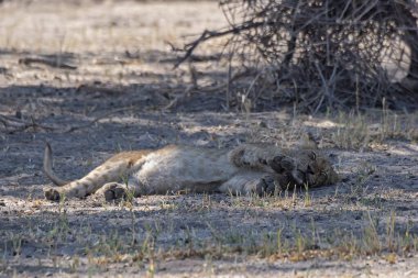 Etoşa Milli Parkı 'nın ortasında yerde yatan aslan.