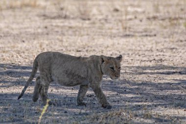 Kenya bozkırında dişi aslan.