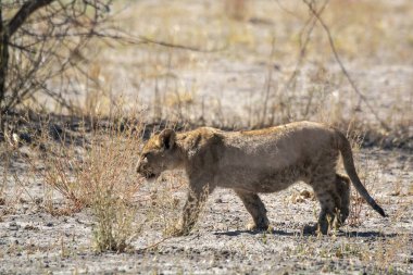 Güney Afrika 'daki Kruger Ulusal Parkı' nda bir aslan var.