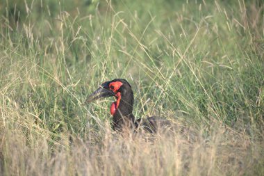 kırmızı sülün tarlada