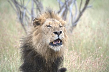 Afrika 'nın bozkırındaki aslan