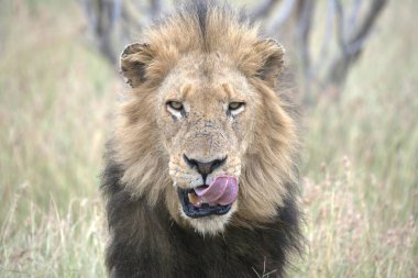 Vahşi aslan.