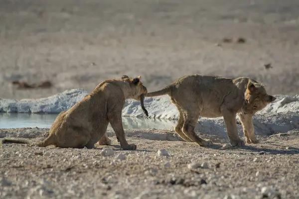 Kuru delikte iki dişi aslan.