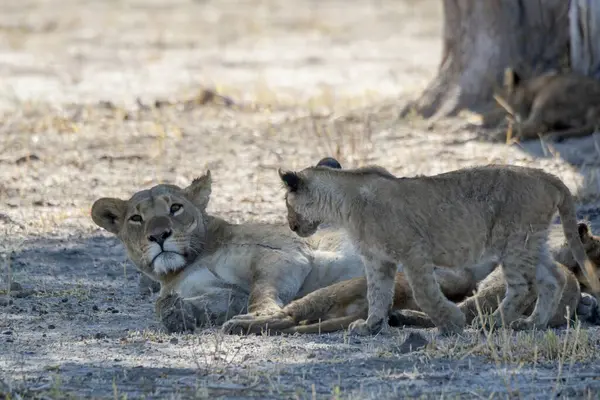 Afrika, savanadaki aslan ailesi.
