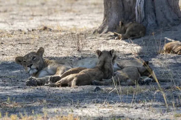 Dişi aslan kuru çimenlerde uzanıyor.