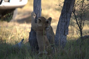 Aslan yavrusu çalılıklarda