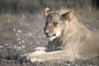 Afrika aslanı Kruger Ulusal Parkı, Güney Afrika