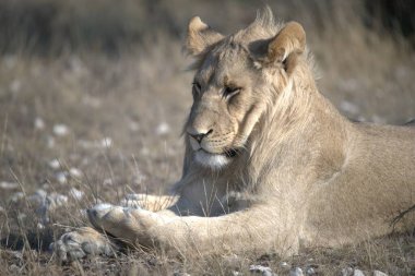 Aslan (panthera leo), panthera leo, panthera leo, Güney Afrika
