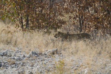 otların arasında yürüyüş leopar