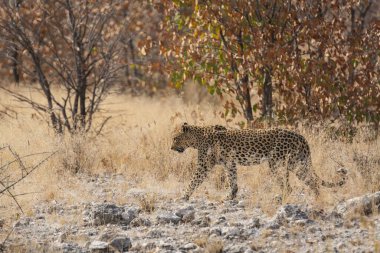 Kenya bozkırında leopar