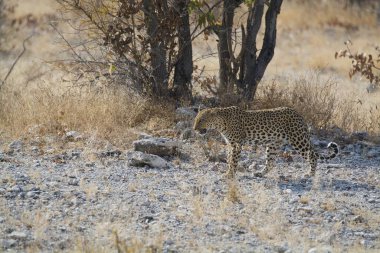 Leopar Kruger National park, Güney Afrika