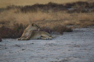 Namibya 'da nehir kenarında dinlenen bir aslan. yüksek kaliteli fotoğraf