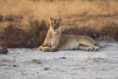 Aslan yerde yatıyor.