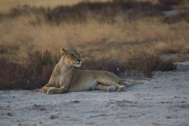 Aslan yavrusu kumda yatıyor.