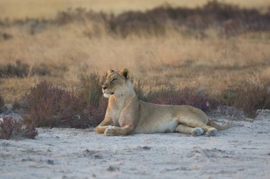 Çölde dişi aslan.