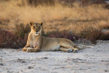 Çimlerde bir erkek aslan