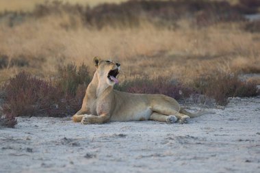Güney Afrika 'daki savanda kuru kumda dişi aslan.